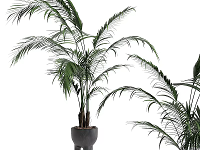 Potted Palm Plant With Long Feathery Green Leaves In Gray Pot For Indoor Decor 3d model