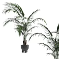 Potted Palm Plant With Long Feathery Green Leaves In Gray Pot For Indoor Decor