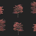 Multiple Red Leaf Trees With Various Shapes Against Black Background 3d model