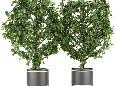Lush Green Bonsai Plants In Black Pots With Gold Trim For Indoor Decor 3d model