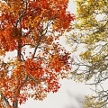 Three Deciduous Trees with Vibrant Autumn Foliage in Red Yellow Orange and Natural Shadows