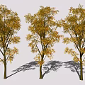 Three Arbor Trees With Golden Yellow Autumn Leaves In Scenic Landscape