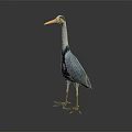 Gray Heron With Green Head And Orange Beak Standing On Reflective Gray Background