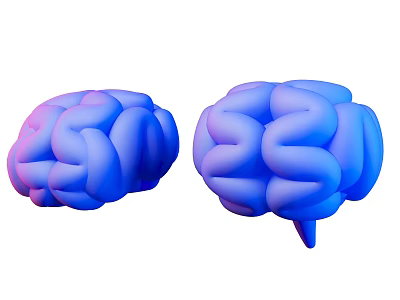 Medical Device 3D Brain Model with Blue and Pink for Anatomical Study Educational Tool 3d model