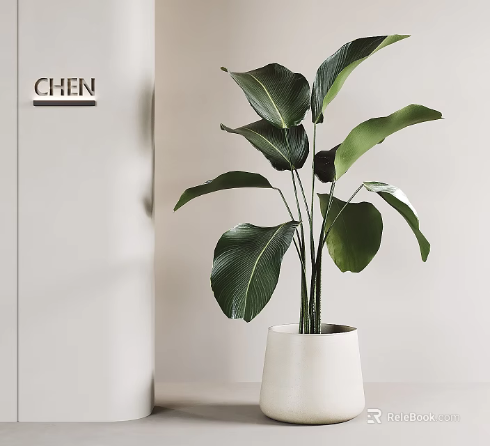 Lush Indoor Potted Plant With Broad Green Leaves In White Minimalist Planter 3d model 
