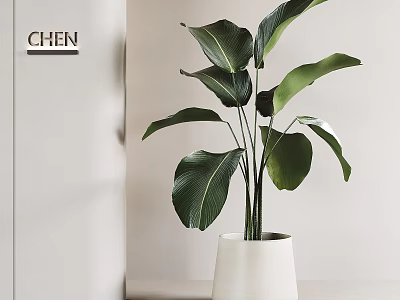 Lush Indoor Potted Plant With Broad Green Leaves In White Minimalist Planter 3d model