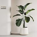 Lush Indoor Potted Plant With Broad Green Leaves In White Minimalist Planter