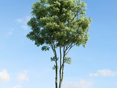 Tall Lush Arbor With Green Leaves Against Blue Sky And White Clouds 3d model