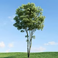 Tall Lush Arbor With Green Leaves Against Blue Sky And White Clouds