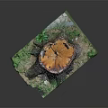 Tree Stump Display with Heart Shaped Cross Section Green Grass Moss and Geometric Base