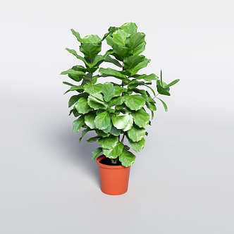 Modern Potted Plant Green Plant Bonsai 3d model