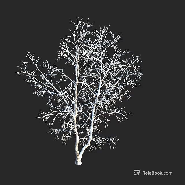 Leafless Tree with White Trunk and Slender Branches Against Black Background 3d model