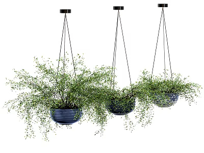 Stylish Blue Hanging Planters With Trailing Green Foliage For Indoor Decor 3d model