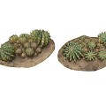 Green Cactus Plants Of Various Sizes Display On Wooden Platforms With Dark Background