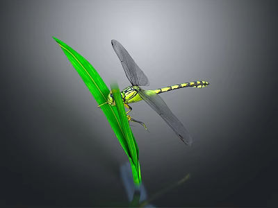 Yellow and Black Dragonfly Perching on Green Leaf Against Gray Background 3d model
