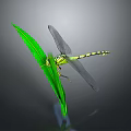 Yellow and Black Dragonfly Perching on Green Leaf Against Gray Background