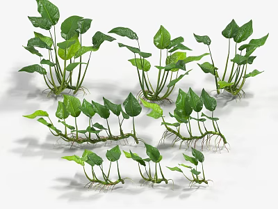 Green Shrubs With Healthy Leaves Visible Roots And Various Growth Stages 3d model