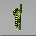 Green and black striped caterpillar crawling on a green leaf isolated on dark background