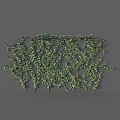 Lush Green Vine Garden Decor Growing On Wall With Natural Branch Pattern And Fresh Leaves