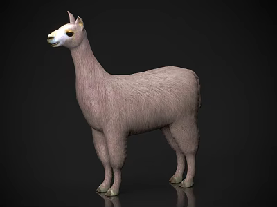 White Llama 3D Model Standing With Soft Shiny Fur On Black Background 3d model