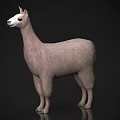 White Llama 3D Model Standing With Soft Shiny Fur On Black Background 3d model