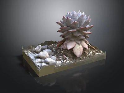 Decorative Succulent Plant in Square Container with Small Stones and Gravel 3d model