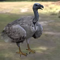 Gray Feathered Vulture With Long Neck And Yellow Talons Standing On Grassy Natural Habitat