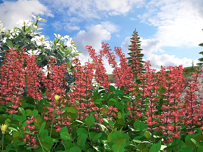 Vibrant Flowers And Lush Green Plants In Garden Under Blue Sky White Clouds 3d model