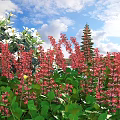 Vibrant Flowers And Lush Green Plants In Garden Under Blue Sky White Clouds