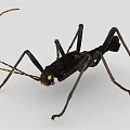 Black Reptile With Long Antennae Slender Legs And Segmented Body With Red Spots