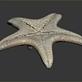 Detailed White Textured Natural Starfish On Black Background With Reflection