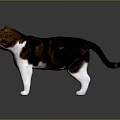 Brown and white cat standing on smooth surface with grey gradient background