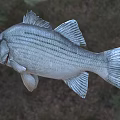 Silver Striped Bass Aquatic Animal With Detailed Scales And Fins In Natural Setting