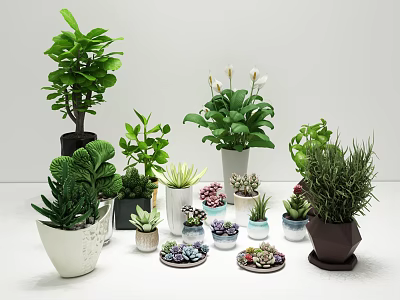 Different Kinds of Bonsai and Potted Plants in Various Decorative Pots 3d model