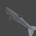 Detailed Prehistoric Shark Head Model With Sharp Teeth And Realistic Skin