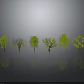 Different Types of Trees with Varied Foliage on Gray Background with Reflections