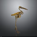 Detailed Animal Skeleton of Bird in Standing Pose with Long Beak and Legs