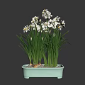 Elegant Fresh Blooming White Flowers with Green Long Leaves in Light Blue Rectangular Planter
