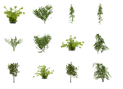 Modern shrubs 3d model