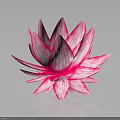 Pink Striped Lotus Flower With Vibrant Petals On Dark Reflective Surface