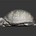 Turtle With Intricate Yellow Brown Patterned Shell On Dark Reflective Surface 3d model