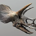 Prehistoric Triceratops Dinosaur Skull Fossil With Detailed Large Horns And Frill