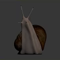 Close Up Of Brown Snail With Spiral Shell And Long Antennae On White Background 3d model
