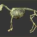 Detailed Golden Horse Skeleton Model With Reflective Surface On Dark Background