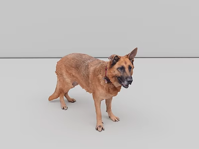 Brown Reptile Standing On Gray Background With Red Collar And Erect Ears 3d model