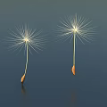 Dandelion Seed Heads As Ground Cover In Natural Garden Setting