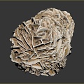 Coral Red Coral White Coral Blue Coral Gold Coral Black Coral Ball Coral Grass Coral Fine Finger Anemone 3d model