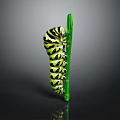 Green and black striped caterpillar crawling on a green leaf isolated on dark background