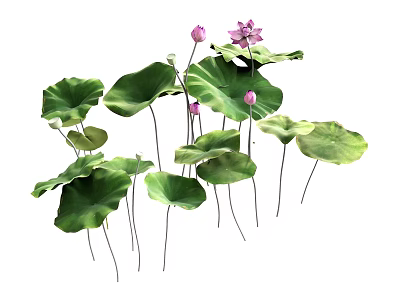 Beautiful Blooming Lotus Potted Plant With Green Leaves And Pink Flowers 3d model