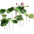Beautiful Blooming Lotus Potted Plant With Green Leaves And Pink Flowers